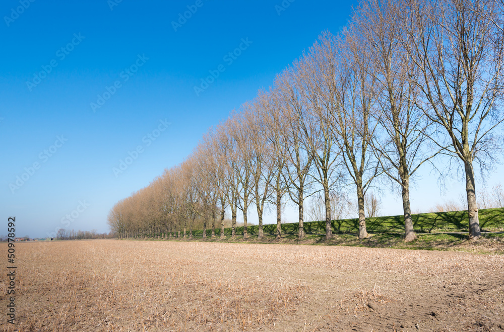 Row of bare trees besides a dike