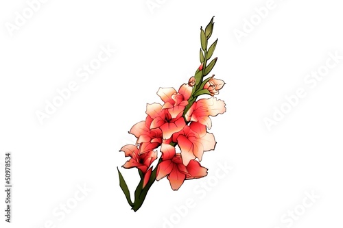 Фотография gladiola