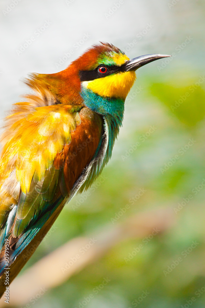 Obraz premium Bienenfresser (Merops apiaster)