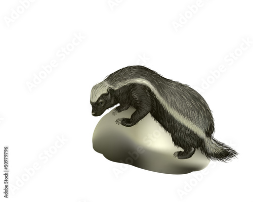 honey badger