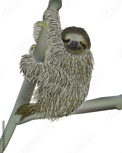 smiling sloth hanging on a branch