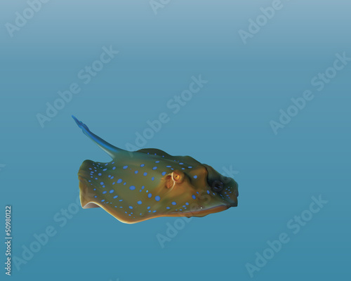 spotted stingray