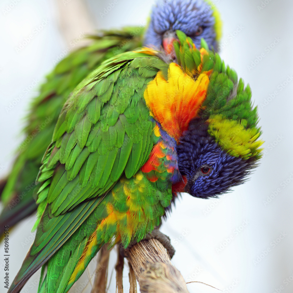 Obraz premium Rainbow Lorikeet, Trichoglossus haematodus