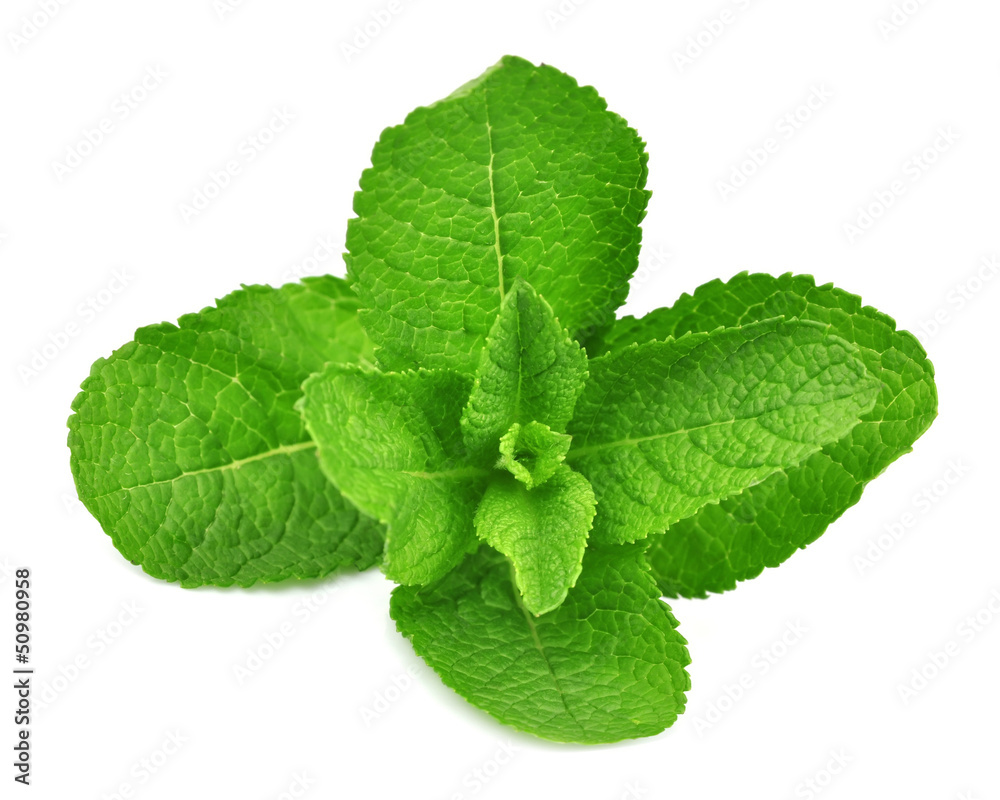 Fresh mint Fresh mint