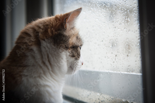 Chat devant la pluie