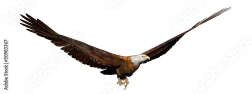 Eagle flying - 3D render