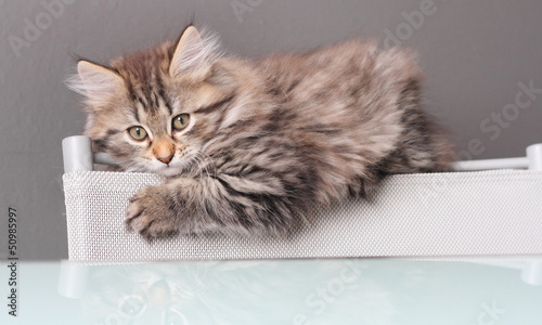 Fototapeta Naklejka Na Ścianę i Meble -  Cucciola di gatto siberiano sullo schienale di una sedia
