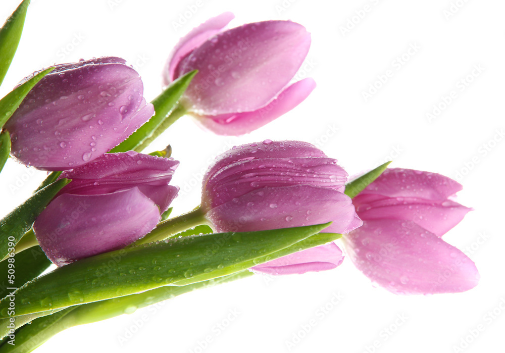 Fototapeta premium Beautiful bouquet of purple tulips, isolated on white