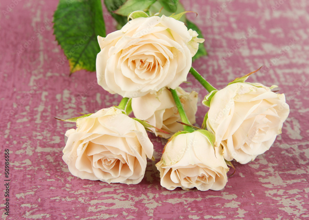 Fototapeta premium Beautiful creamy roses close-up, on color background