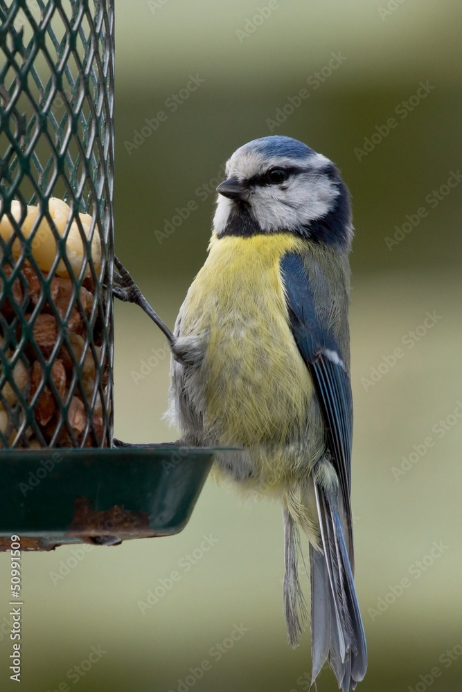 Naklejka premium Close up of bluetit sitting on a birdfeeder with peanuts