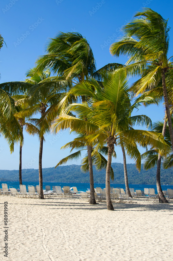 Naklejka premium Beach chairs under palm