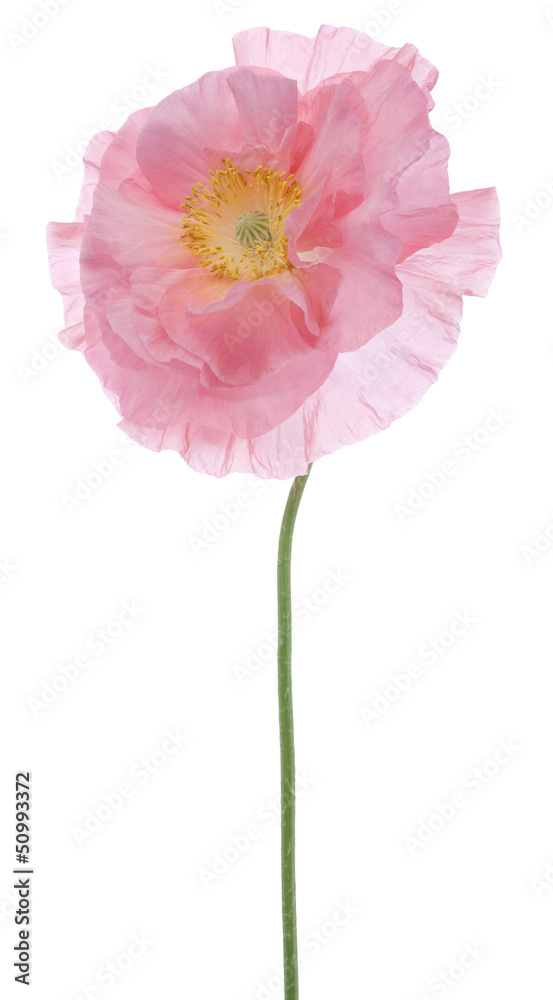 Fototapeta premium poppy