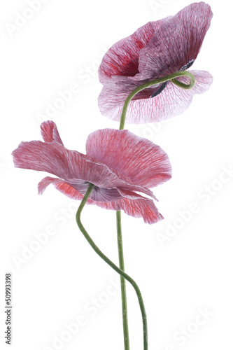 Fototapeta Naklejka Na Ścianę i Meble -  poppy