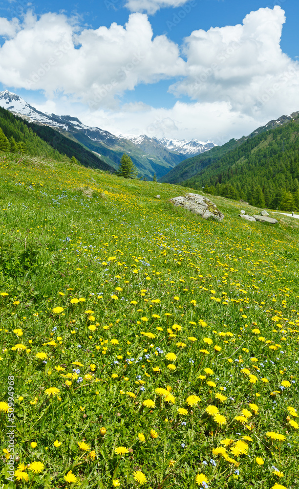 Yellow dandelion flowers on summer mountain slope