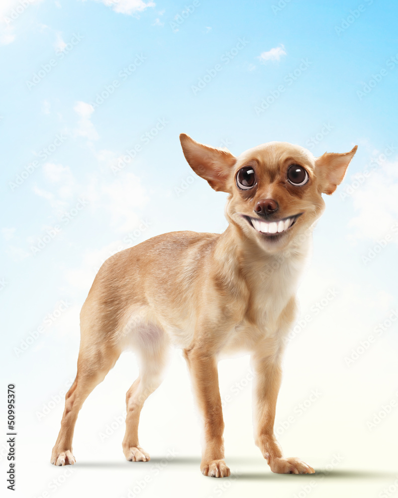 Funny dog portrait