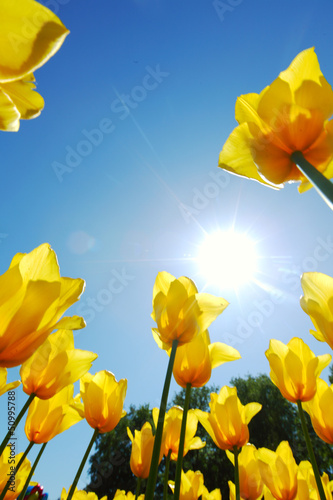 Fototapeta Naklejka Na Ścianę i Meble -  yellow tulips against the sky