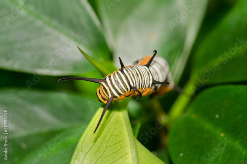 caterpillar © hanchoo