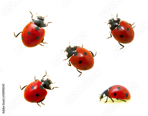 Collection of ladybugs © Alekss