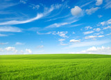 field