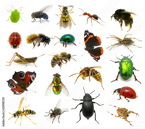 Set of insects photo