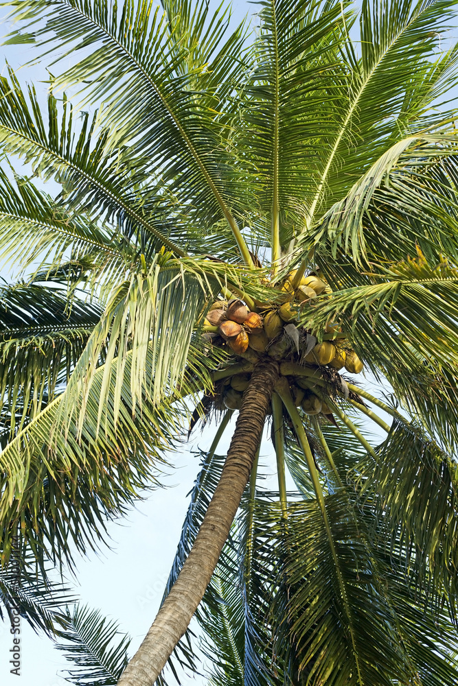 Obraz premium Coconut tree