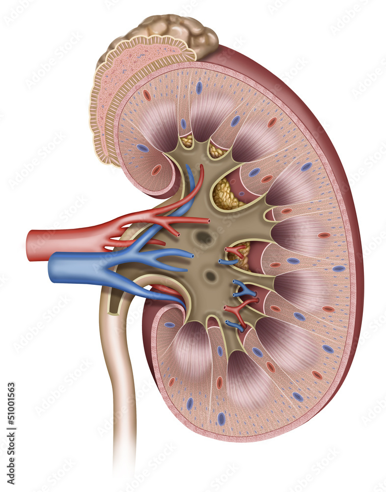 Riñon Stock Illustration | Adobe Stock