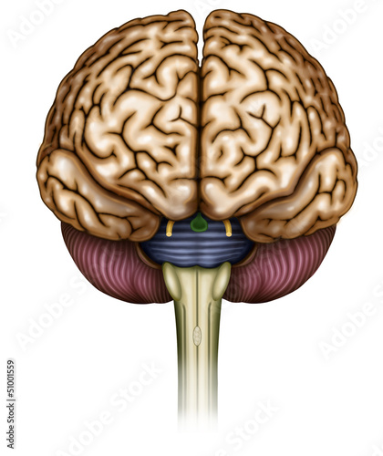 Fotografia Cerebro