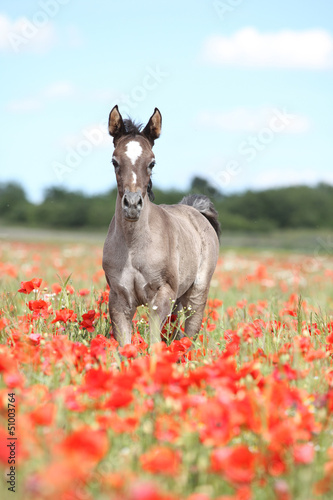 Fototapeta Naklejka Na Ścianę i Meble -  Arabian foal running in red poppy field