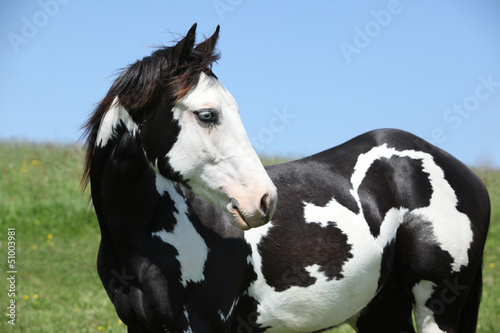 Fototapeta Naklejka Na Ścianę i Meble -  Paint horse stallion