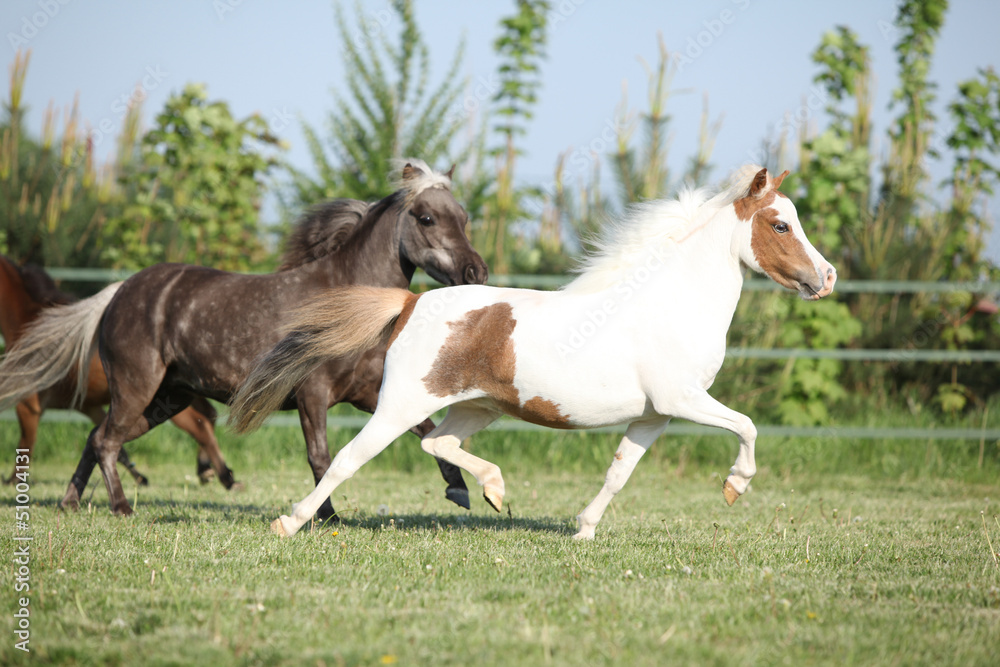 Group of American miniature horses running Group of American miniature horses running