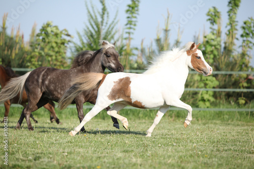 Group of American miniature horses running © Zuzana Tillerova