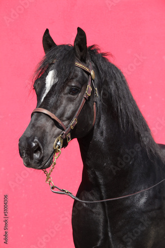 Fototapeta Naklejka Na Ścianę i Meble -  Black horse isolated on pink background