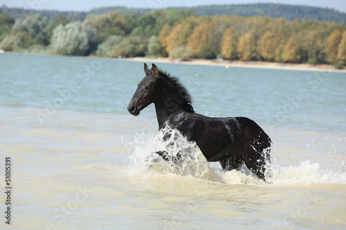 Fototapeta Naklejka Na Ścianę i Meble -  Friesian foal moving in the water