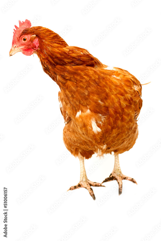 Fototapeta premium rhode island red chicken isolated
