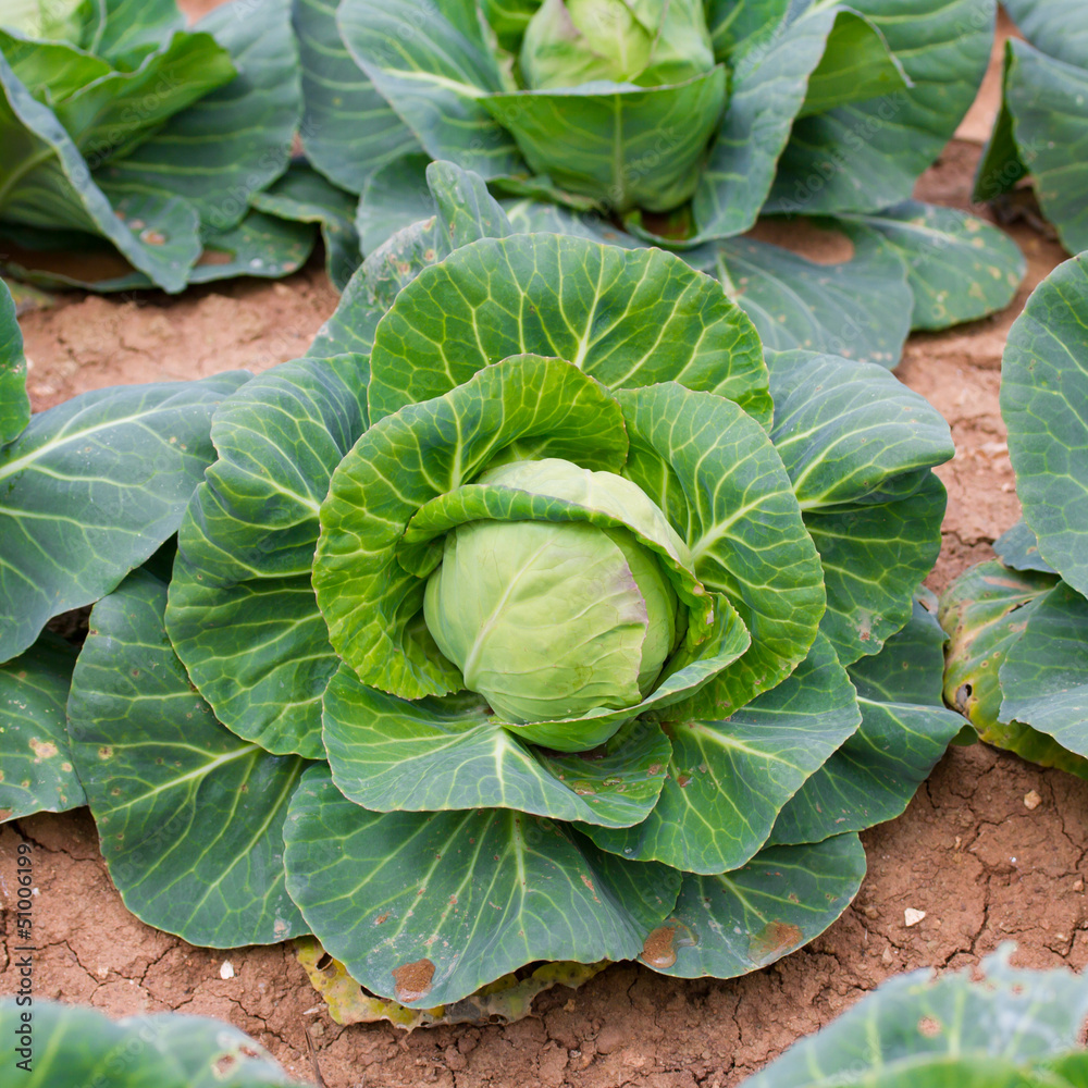 Fototapeta premium one green cabbage