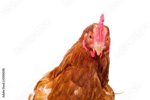 rhode island red chicken isolated