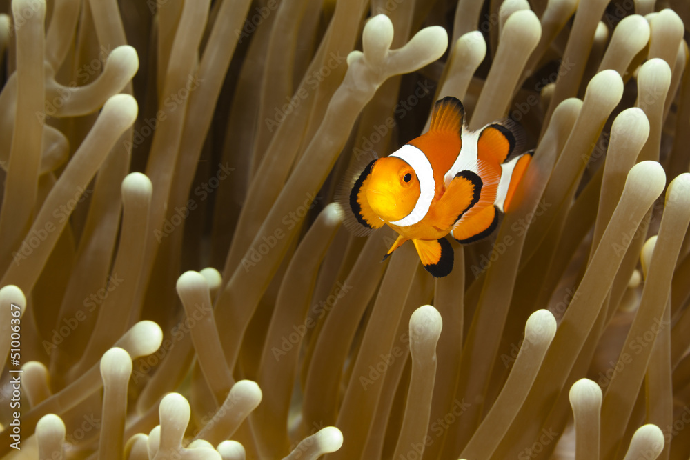 Pomacentridae, Clown Fish or Anemonefish Pomacentridae, Clown Fish or Anemonefish