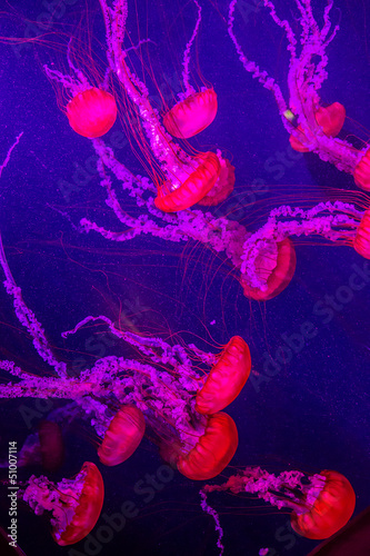 Beautiful jellyfish moving slowly in aquarium in Dubai #51007114
