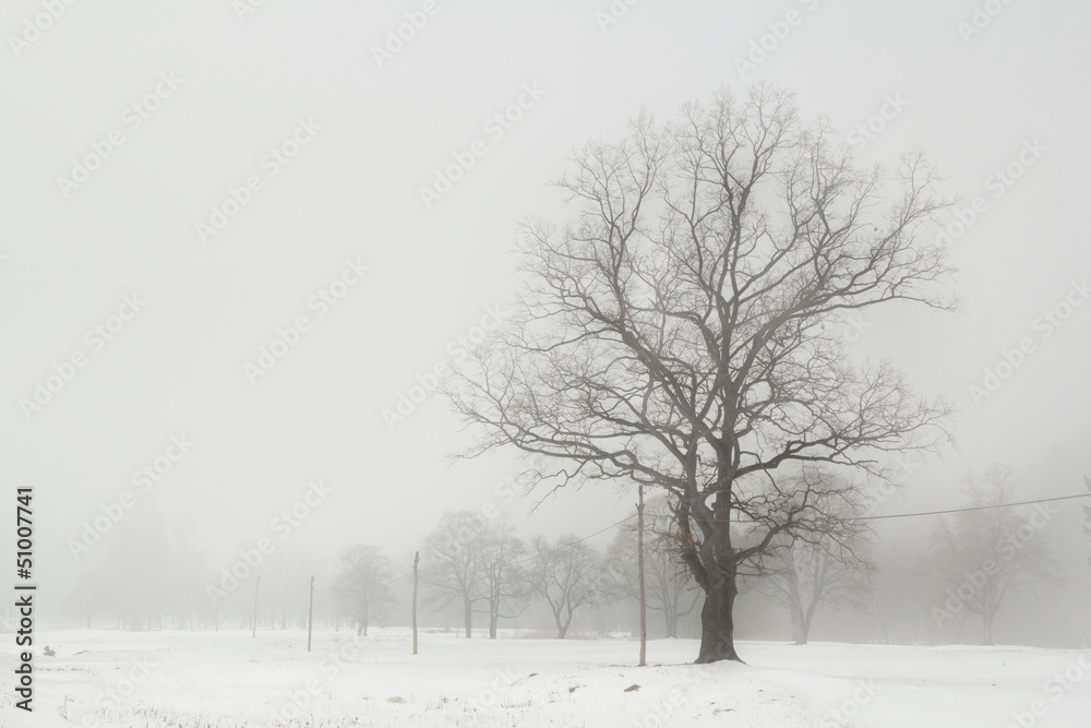 Tree during winter on a field covered in snow Tree during winter on a field covered in snow