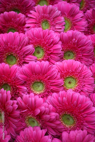 Abstract background of flowers. Close-up