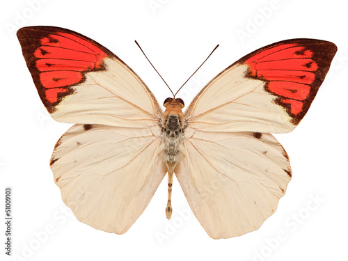 Canvas Print beige and red butterfly isolated on white