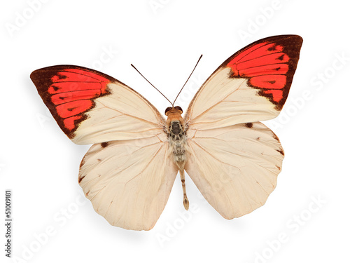 beige and red butterfly isolated on white