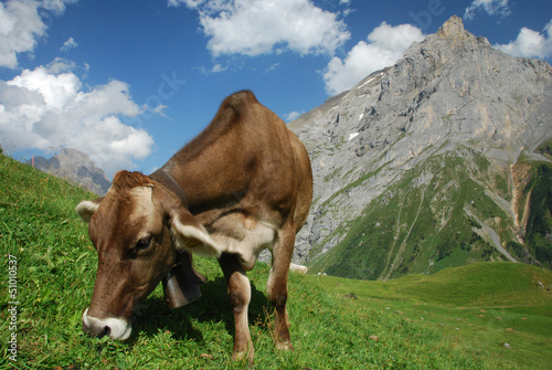 Vache en Suisse © Ariane Citron