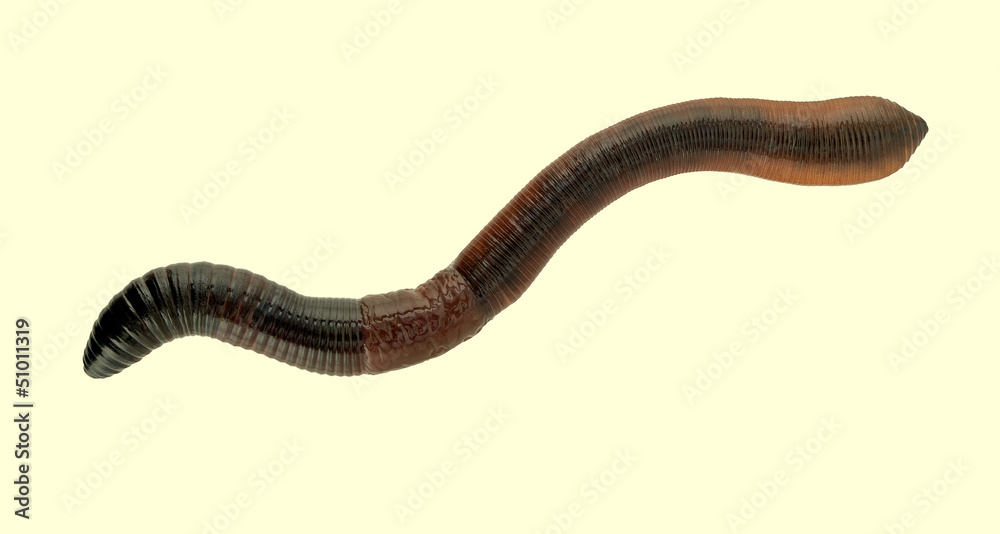 Fat worm, earthworm macro, isolated over white Stock Photo