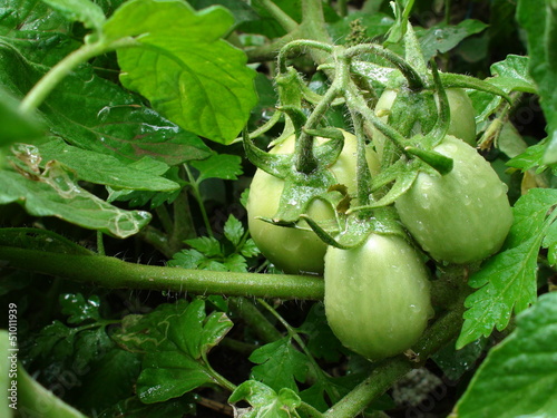 green tomatoes
