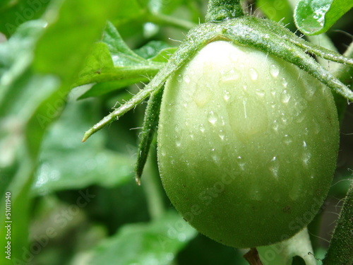 green tomato