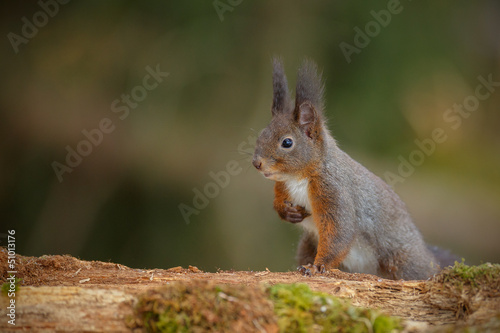 Red squirrel in Bavaria