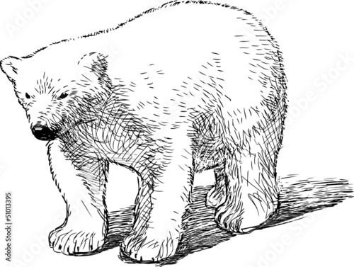 polar bear cub