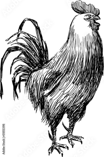 Sketch of rooster