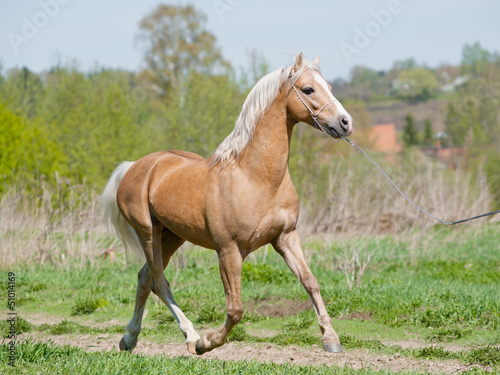 palomino pony runs © Mari_art